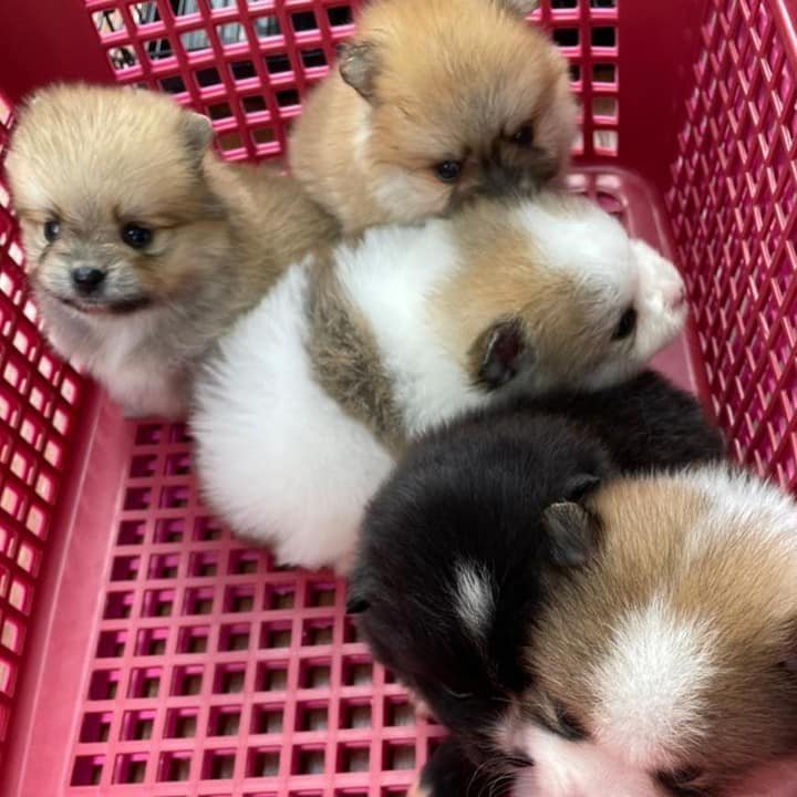 TEACUP POMERANIAN PUPPIES FOR SALE PH [DOGS] photo